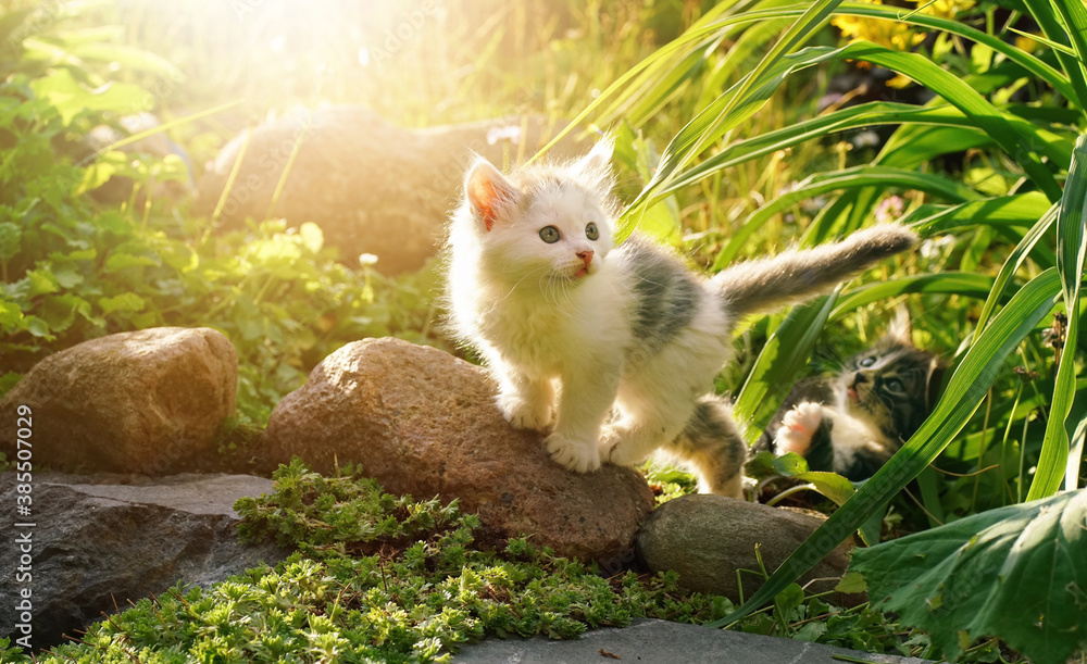 Cute white kitten in Park in nature stands on stone in outdoor. Two Fluffy kittens play in grass in 