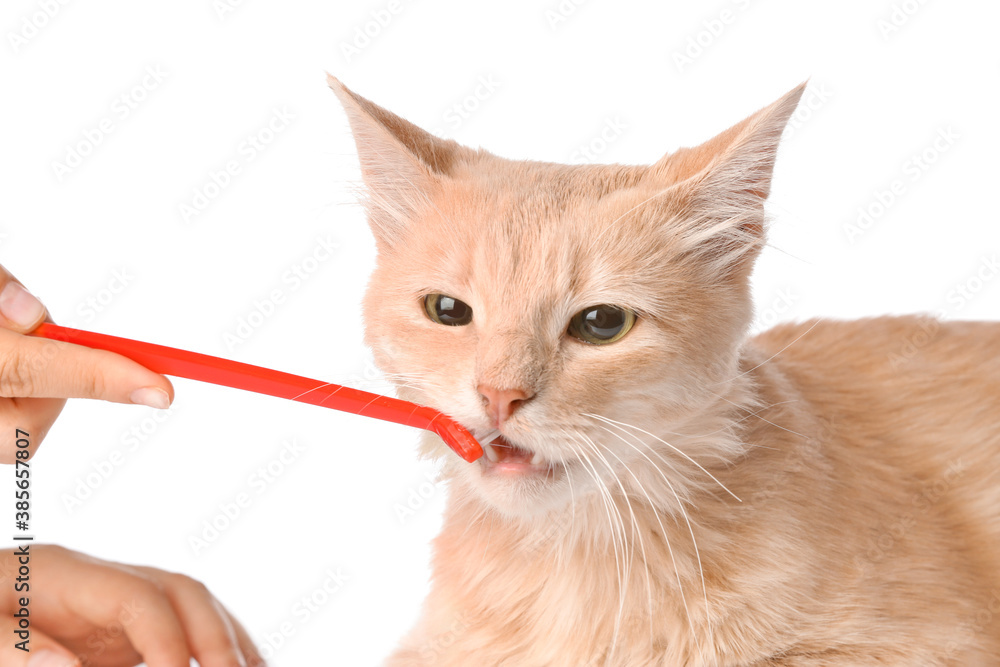 Owner brushing cats teeth on white background