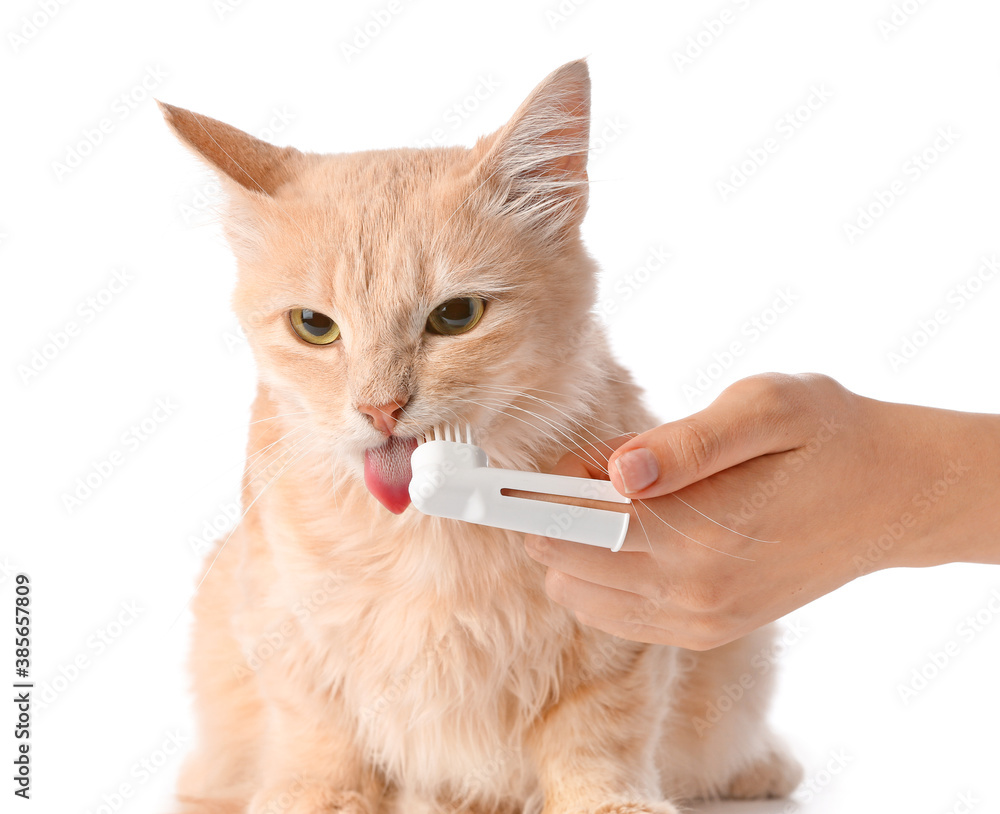 Owner brushing cats teeth on white background