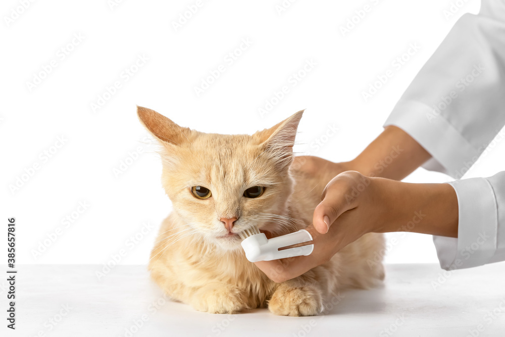 Veterinarian brushing cats teeth on white background