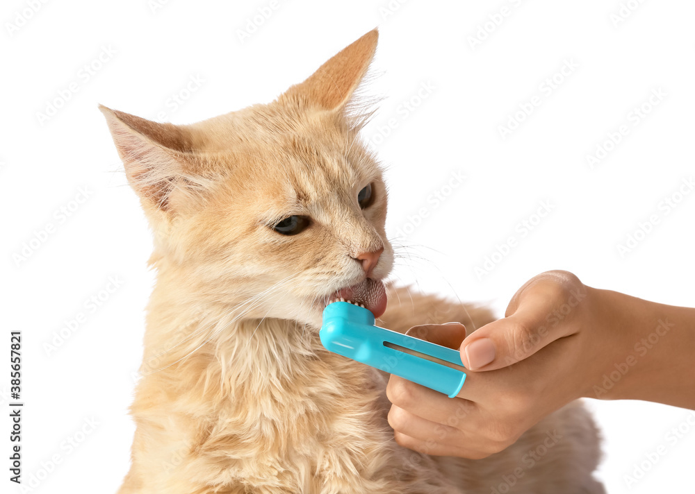 Owner brushing cats teeth on white background