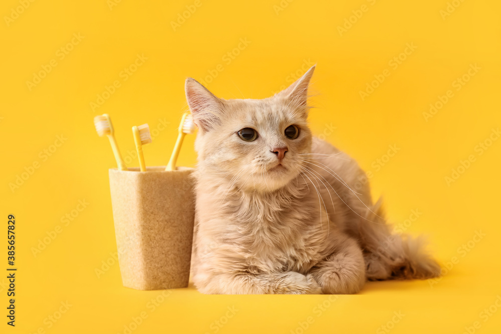 Cute cat with tooth brushes on color background