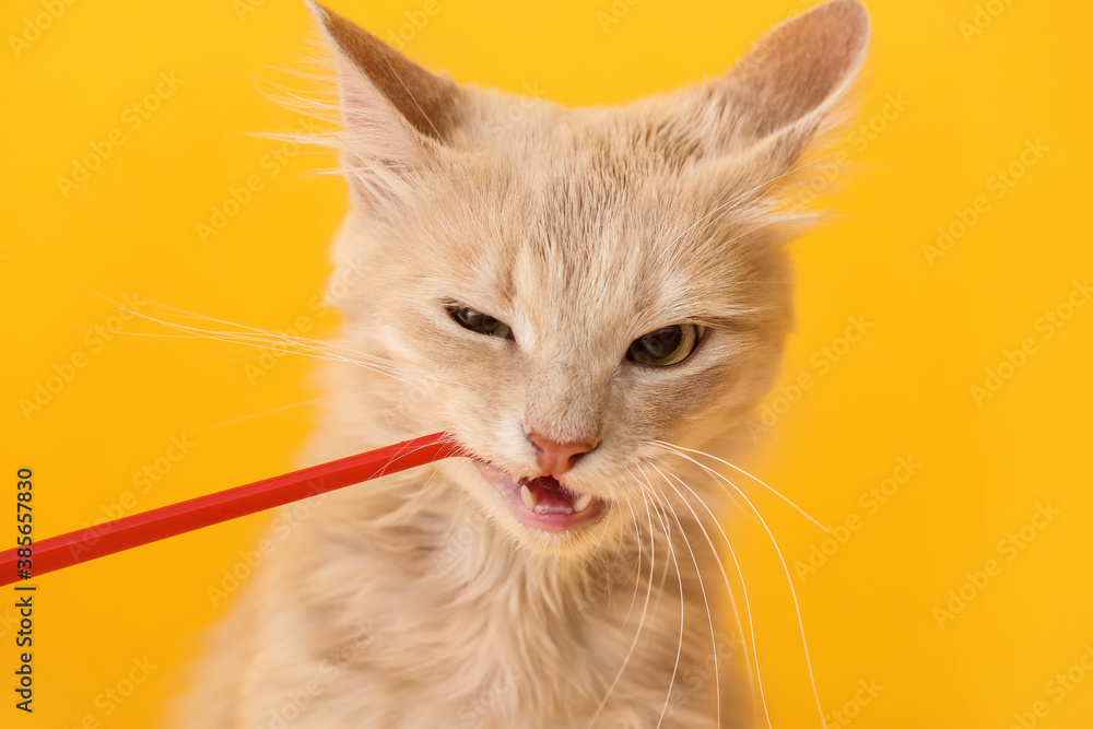 Owner brushing cats teeth on color background