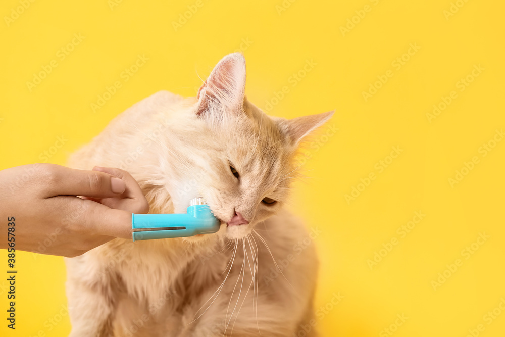 Owner brushing cats teeth on color background