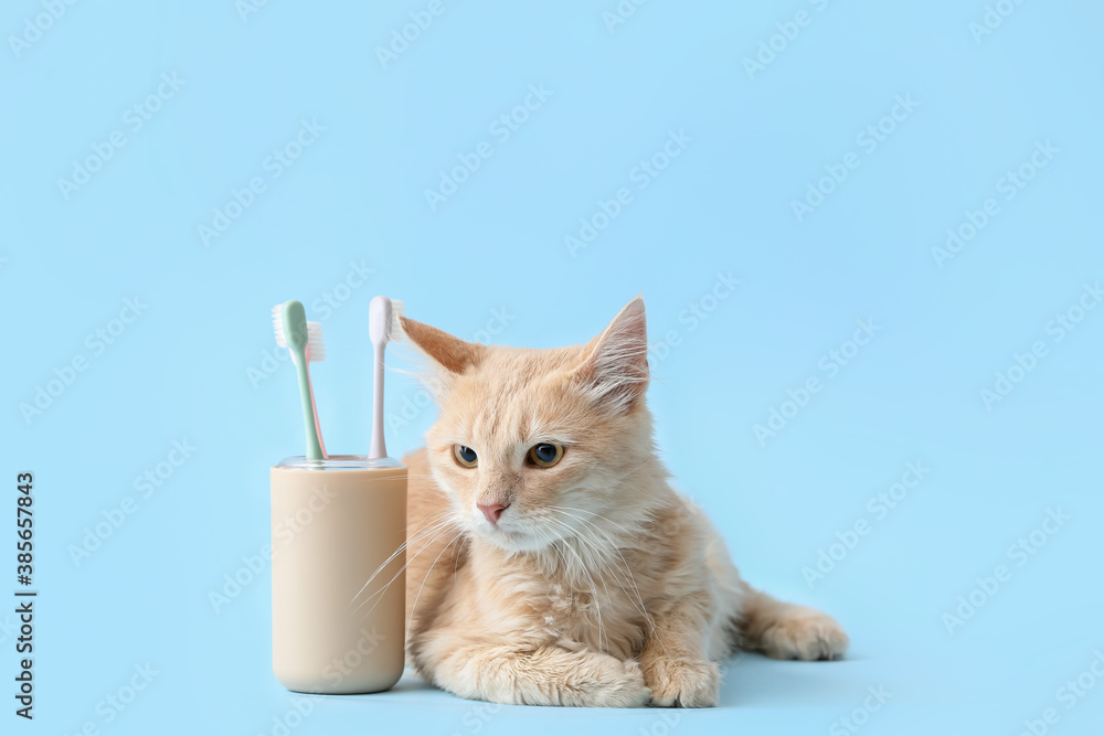 Cute cat with tooth brushes on color background