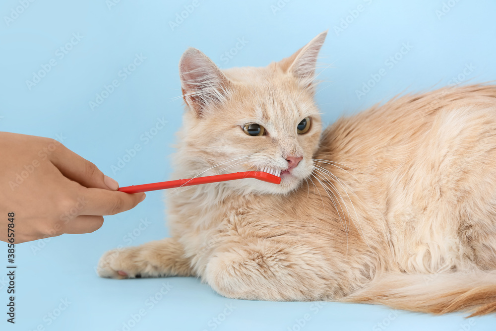 Owner brushing cats teeth on color background