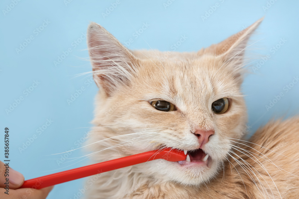 Owner brushing cats teeth on color background