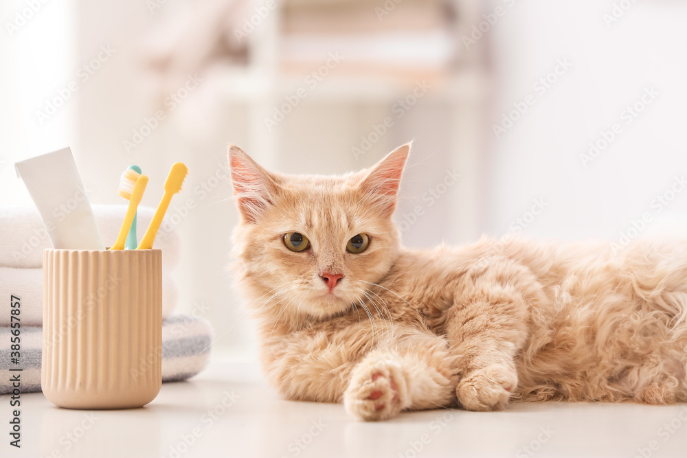 Cute cat with tooth brushes and paste at home