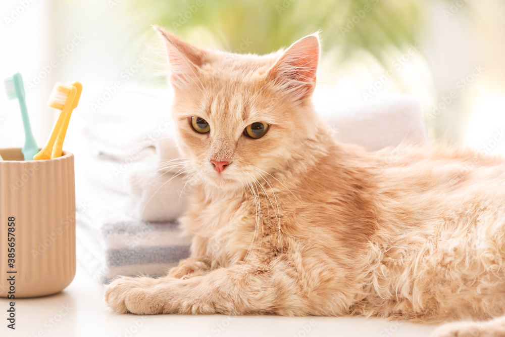 Cute cat with tooth brushes at home