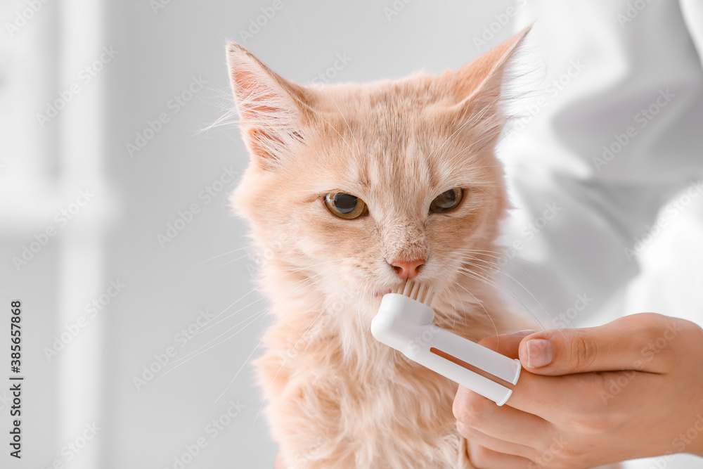 Veterinarian brushing cats teeth in clinic