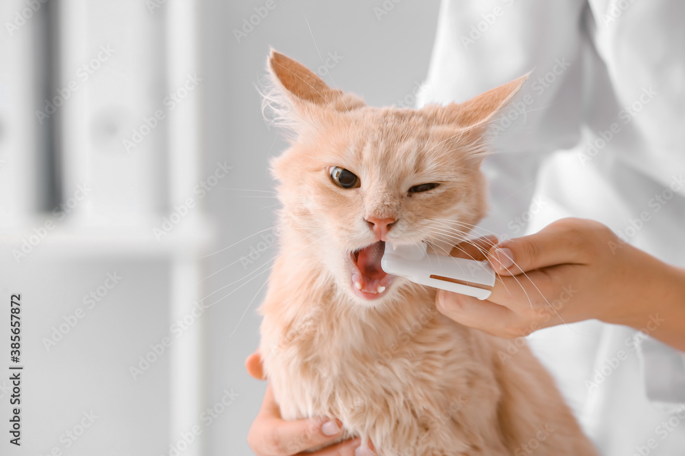 Veterinarian brushing cats teeth in clinic