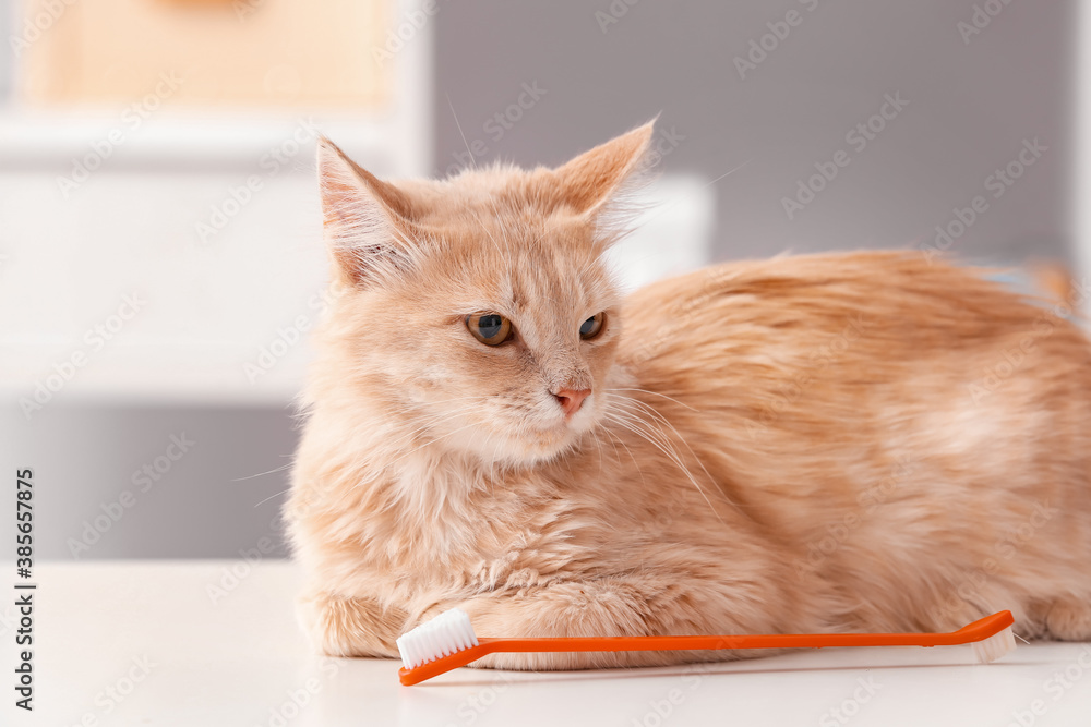 Cute cat with tooth brush in vet clinic