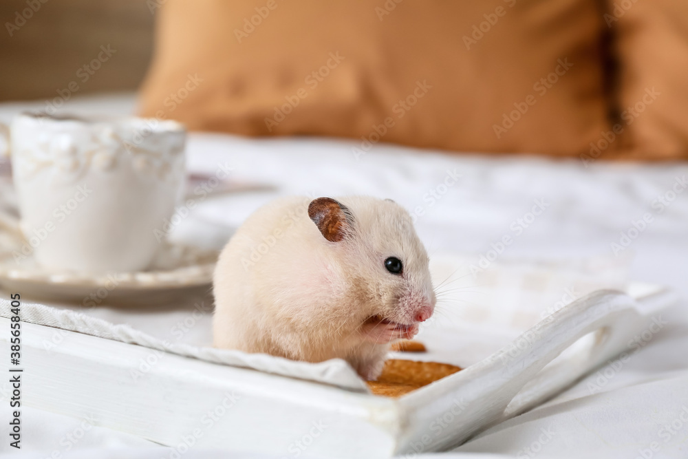 Cute funny hamster eating cookies from tray on bed