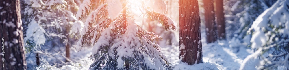 Beautiful trees covered with snow on frosty day