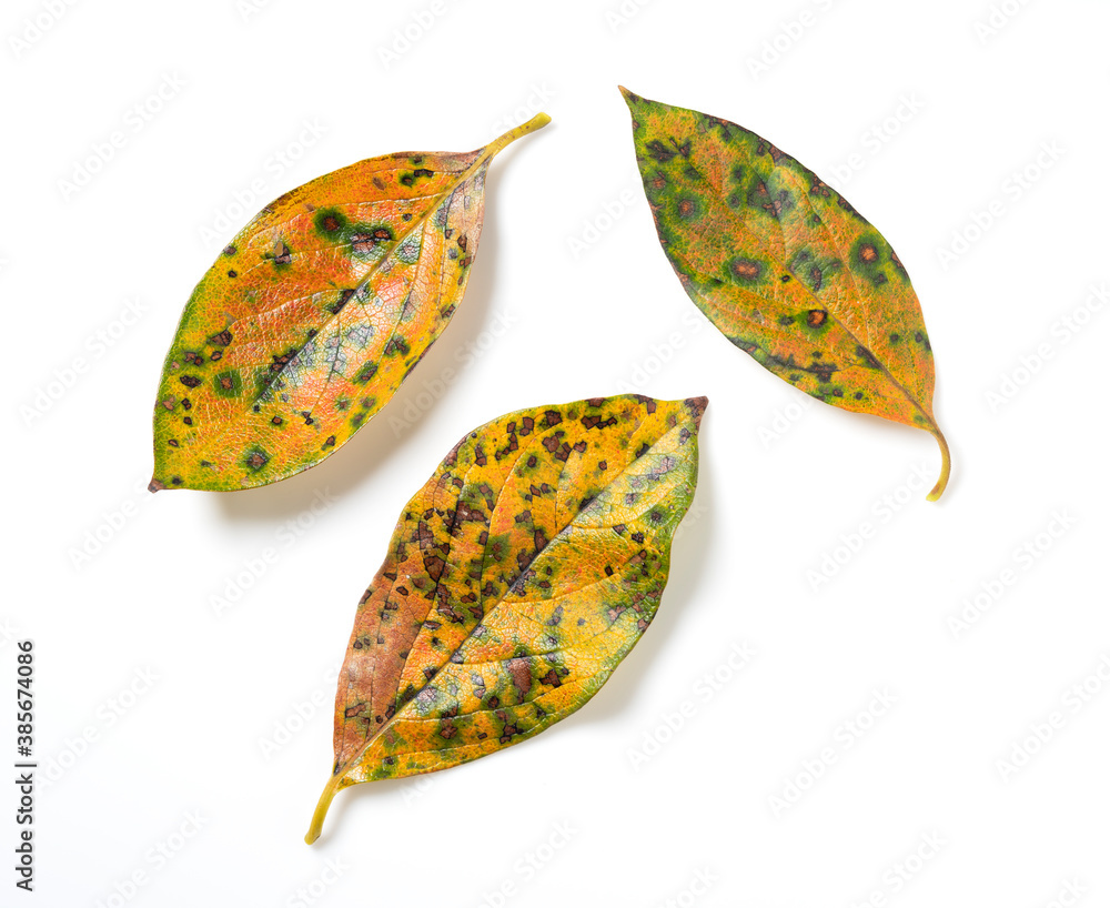 Persimmon leaves on a white background