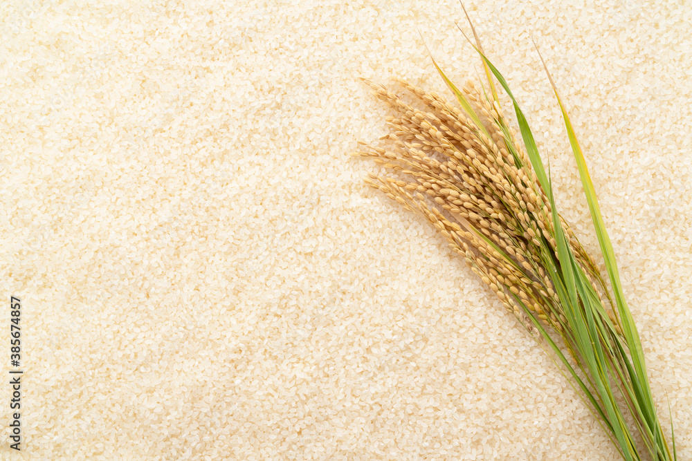 Ears of rice on a bed of white rice