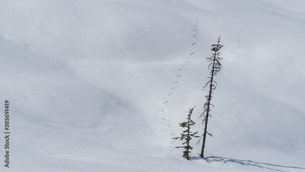 travel through the Siberian forests at different times of the year

