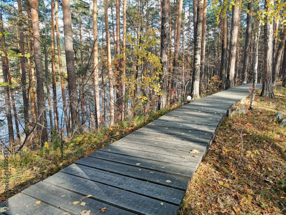 wooden walkway in the pine forest on the shore of the lake