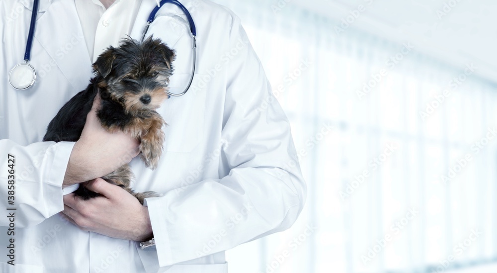 Small cute dog examined at the veterinary doctor