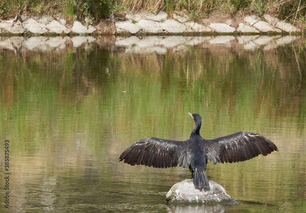 great crested grebe enjoy sunshine in kyoto Japan