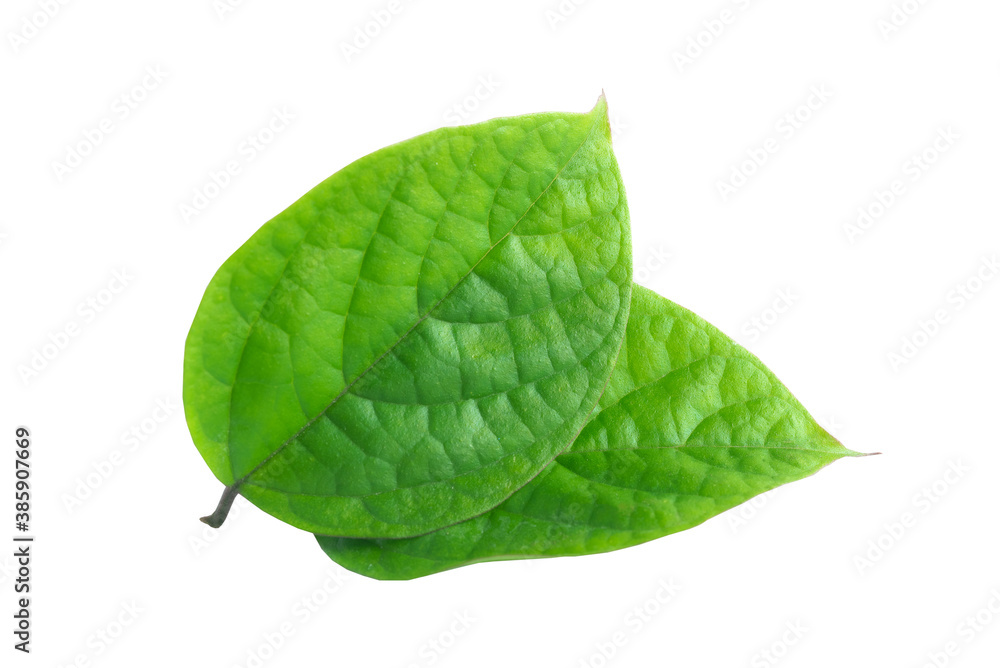 More beautiful exotic tropical leaves, isolated leaf background