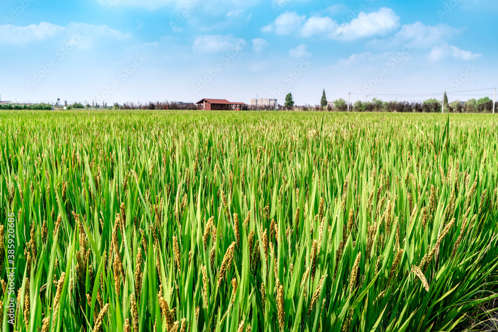 green wheat field and sunny day