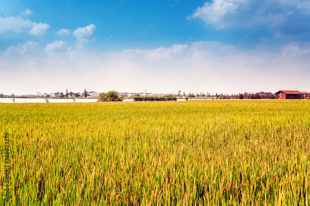 Golden wheat field under clear sky