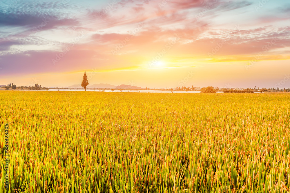 Golden wheat field under clear sky