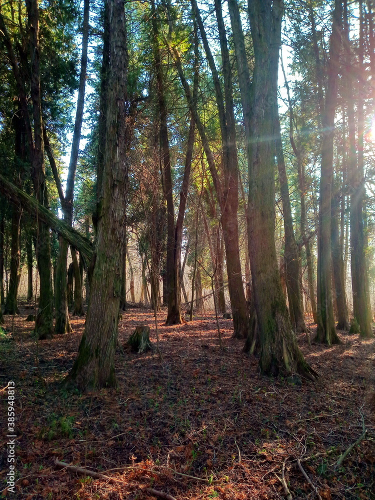 forest in autumn