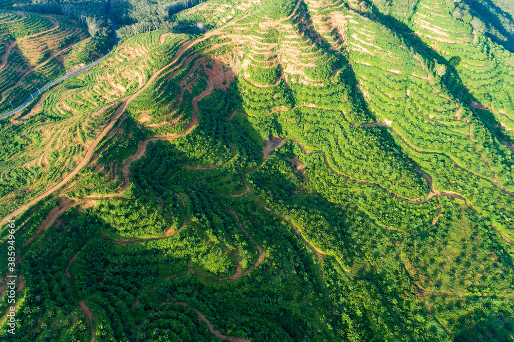 Row of palm trees plantation garden on high mountain in phang nga thailand Aerial view drone shot.