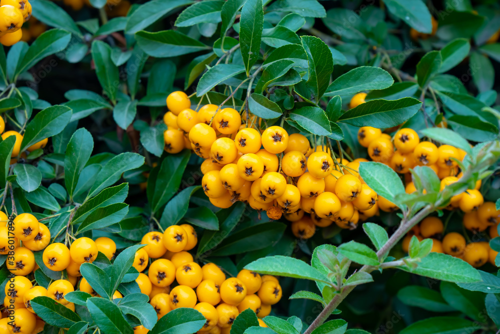 Pyracantha or firethorn plant with bright yellow berries or pomes in autumn