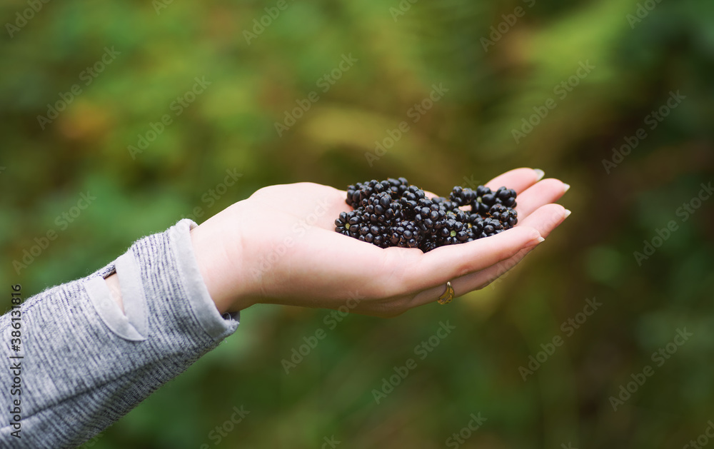 Freshly harvested blackberries in a hand. Woman hand full of freshly picked wild blackberry fruits a