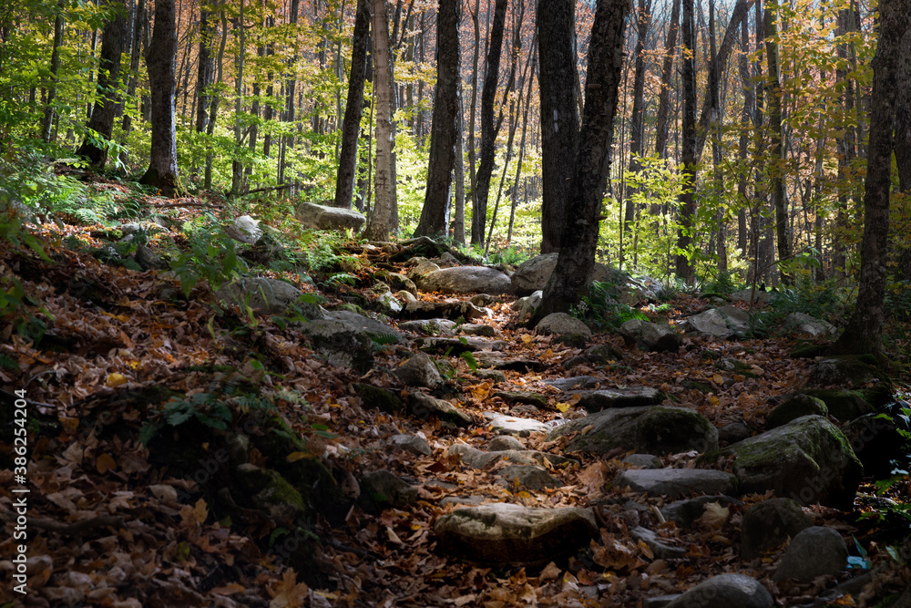 path in the forest