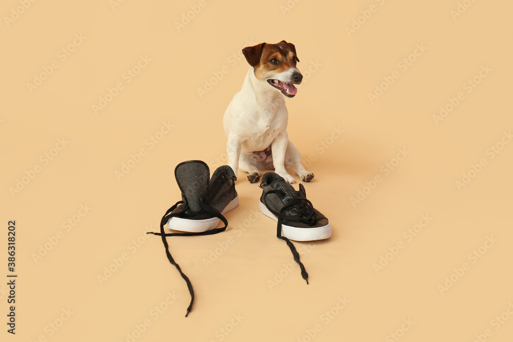 Funny naughty dog with shoes on color background