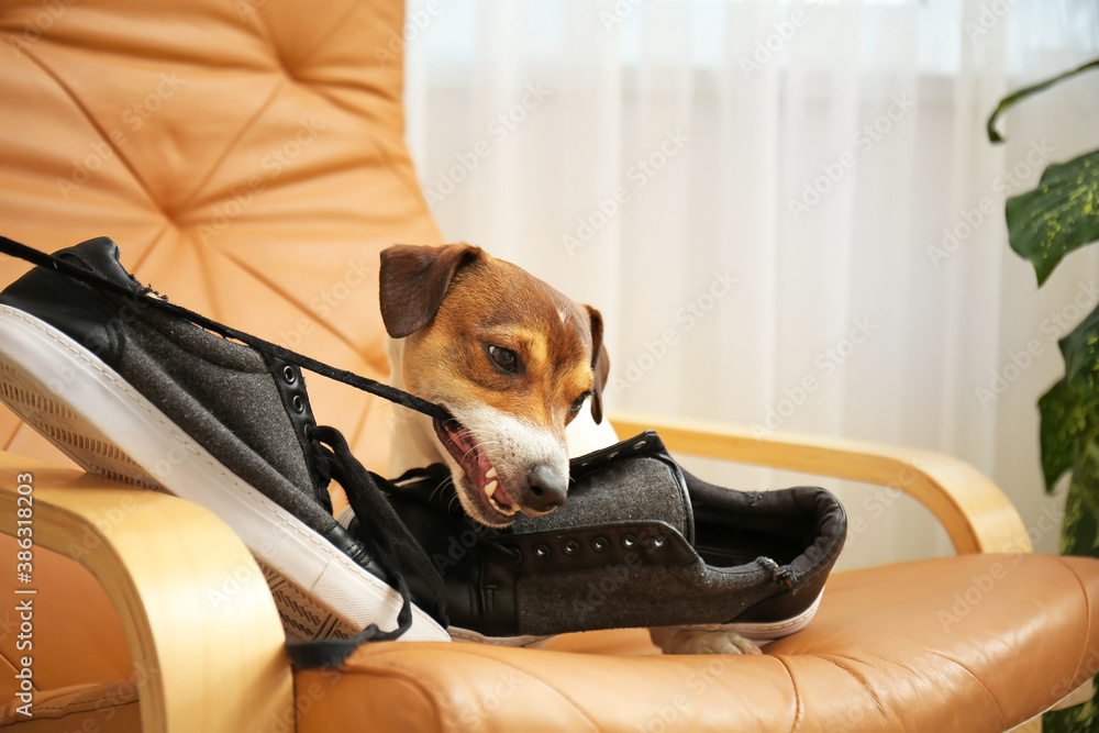 Funny naughty dog playing with shoes at home