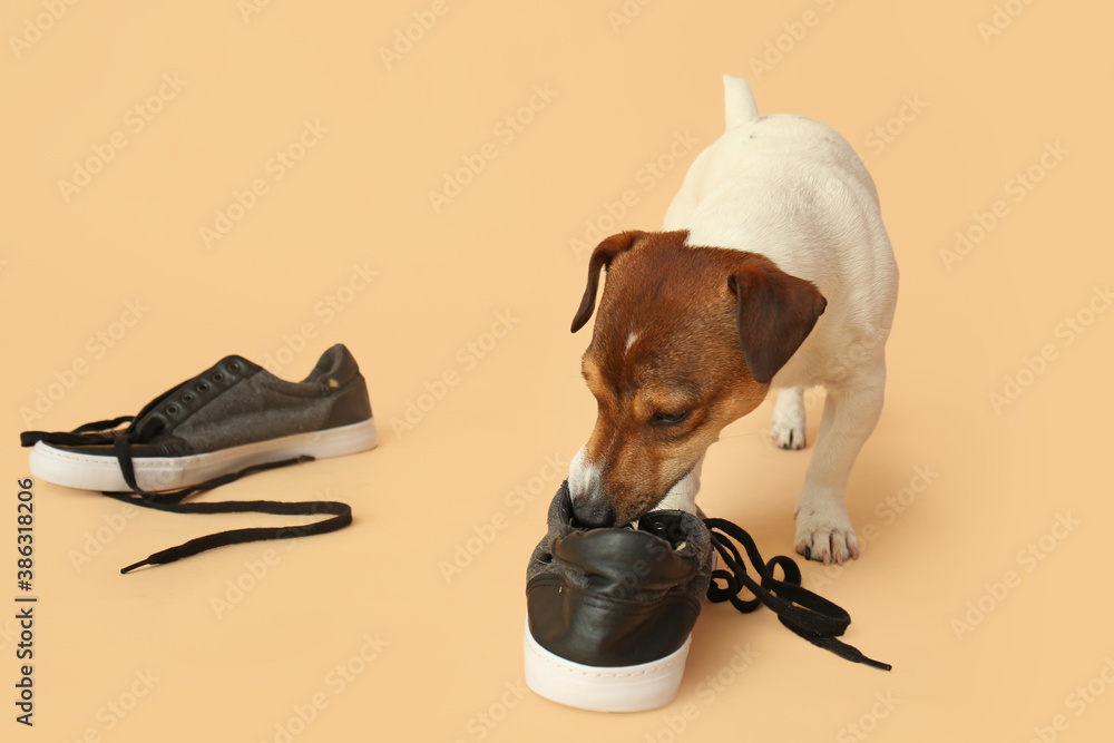 Funny naughty dog playing with shoes on color background