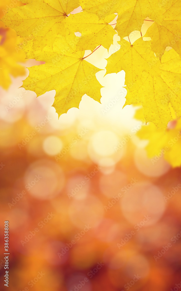 autumn background with maple leaves