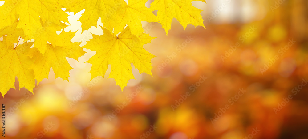 autumn background with maple leaves