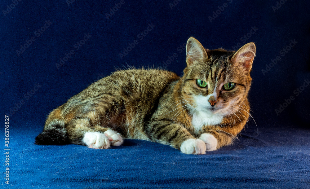 An European Shorthair cat is lies down on the dark background.