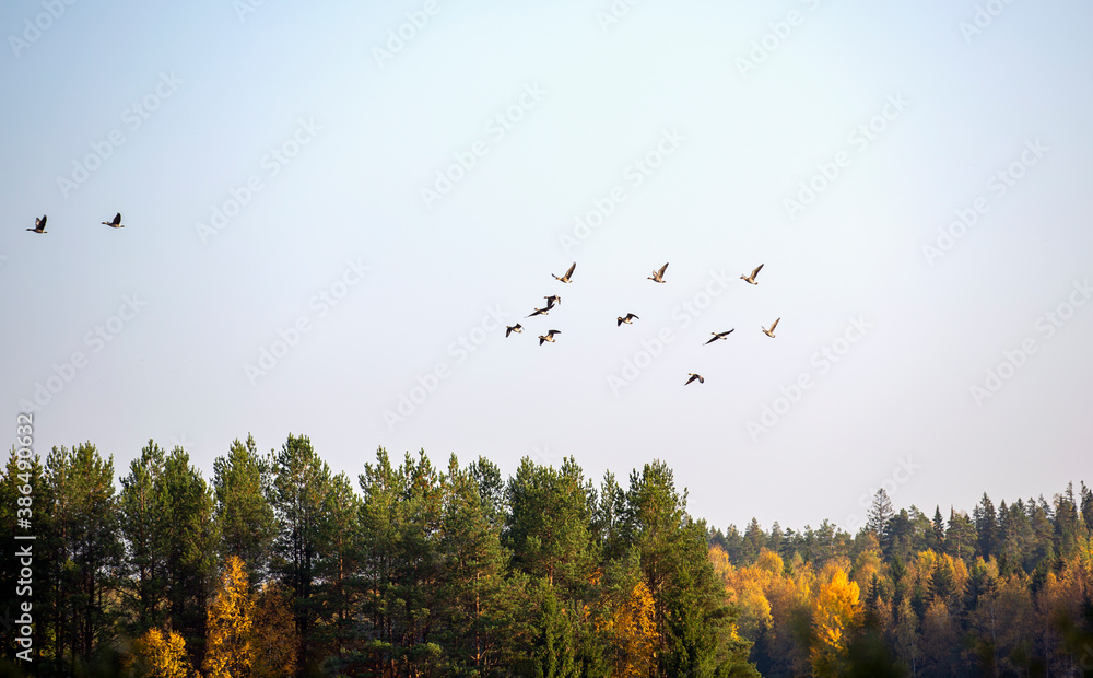 Migrating birds flying towards south against blue sky.