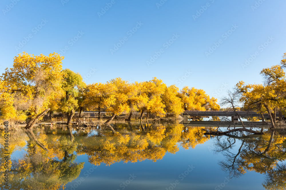 golden euphrates poplar forests in ejina