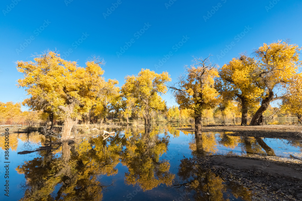 populus euphratica forest in autumn