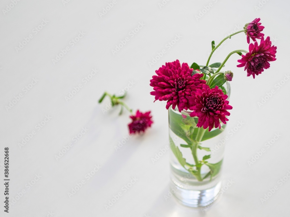 Composition in natural daylight. Home flower deep red in a tall tequila glass