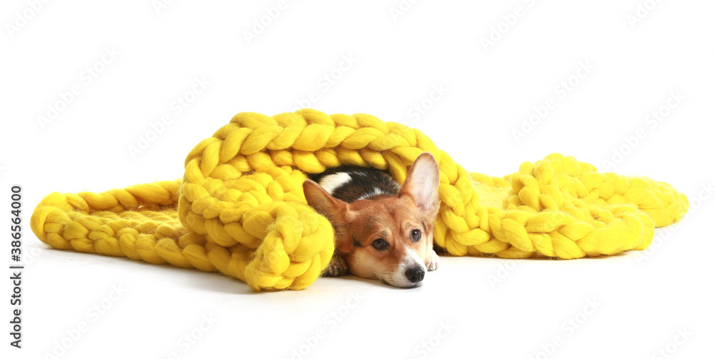 Cute dog with warm blanket on white background