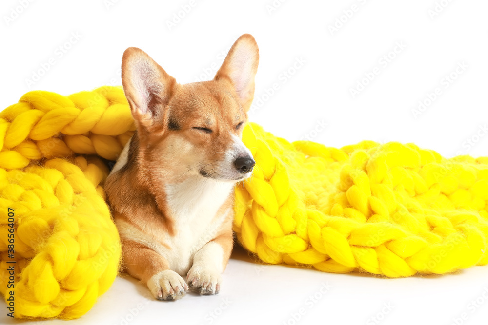 Cute dog with warm blanket on white background