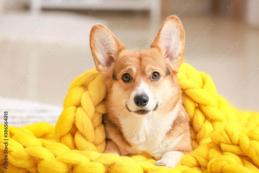 Cute dog with warm blanket at home