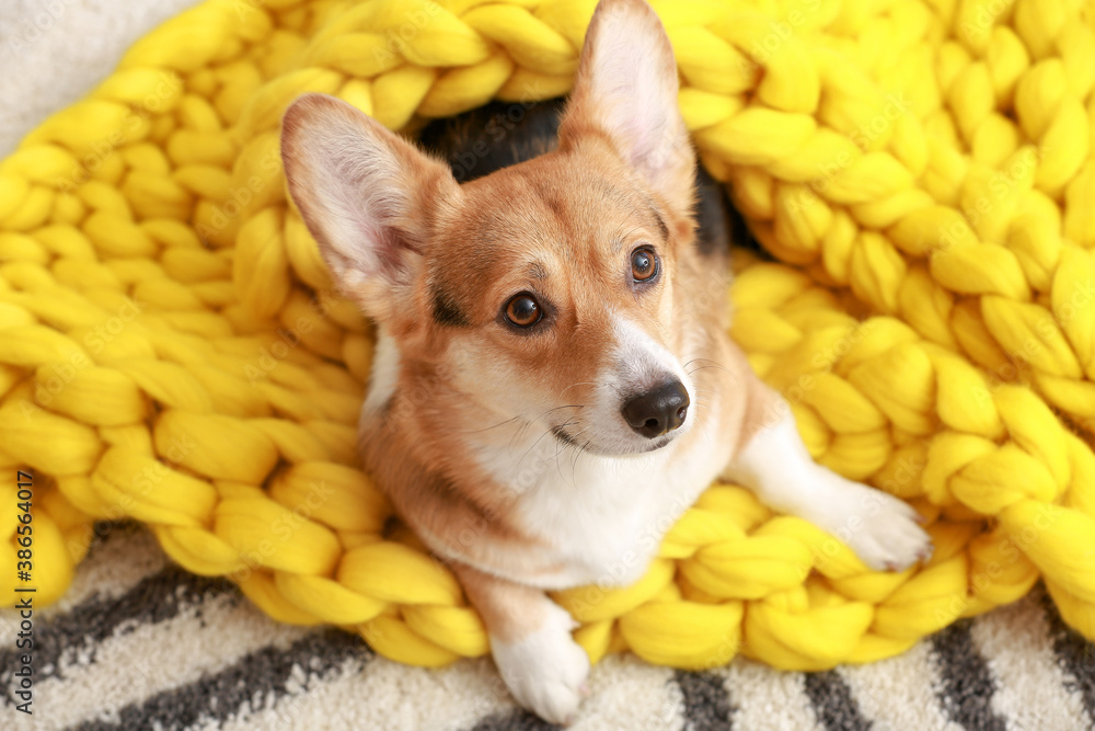 Cute dog with warm blanket at home