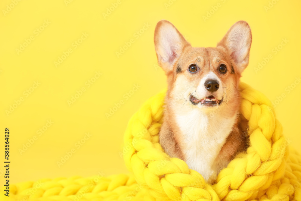 Cute dog with warm blanket on color background