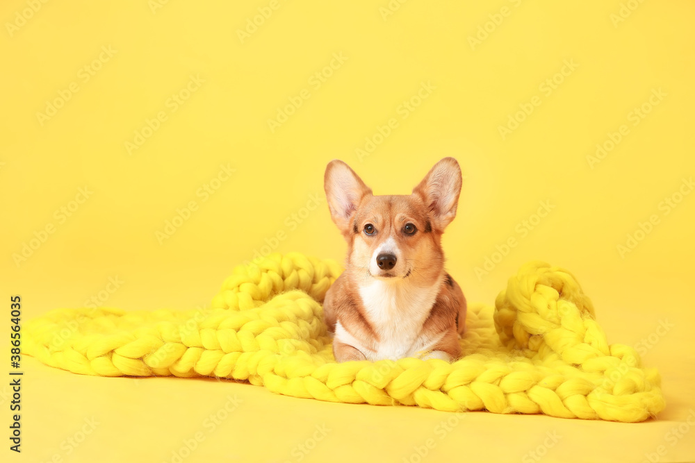 Cute dog with warm blanket on color background