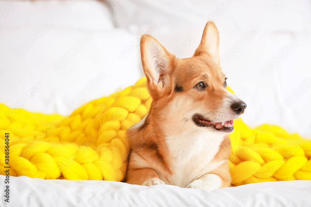 Cute dog with warm blanket at home